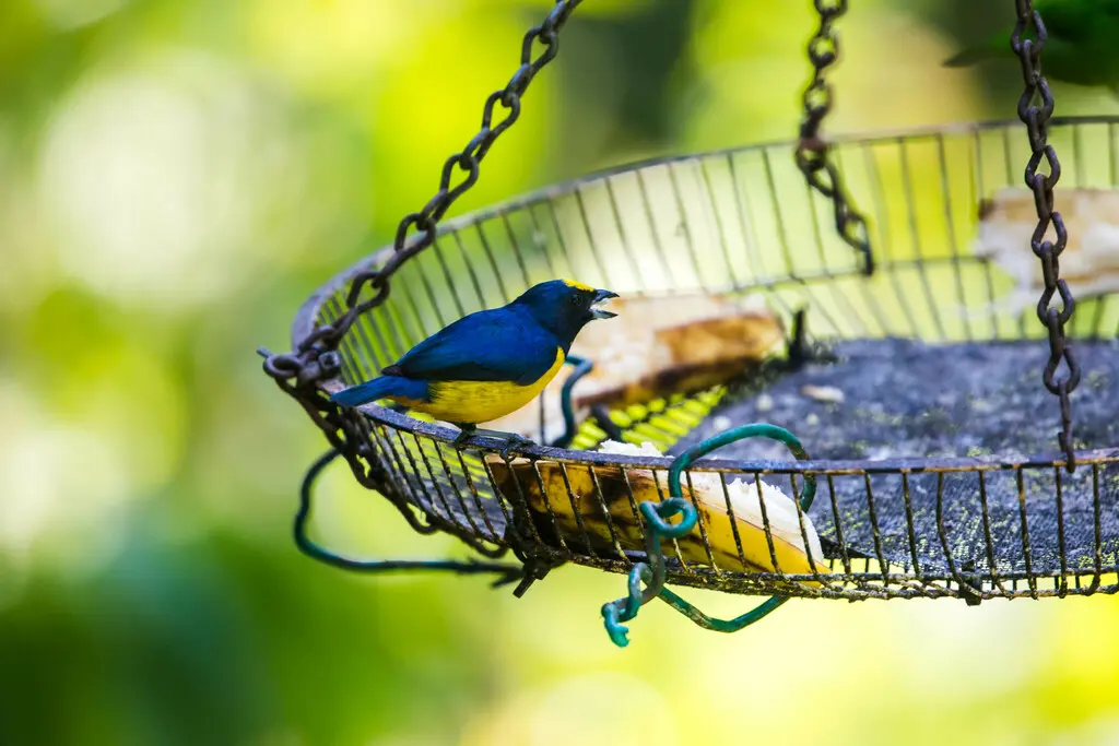 褐臀歌雀(Euphonia fulvicrissa)