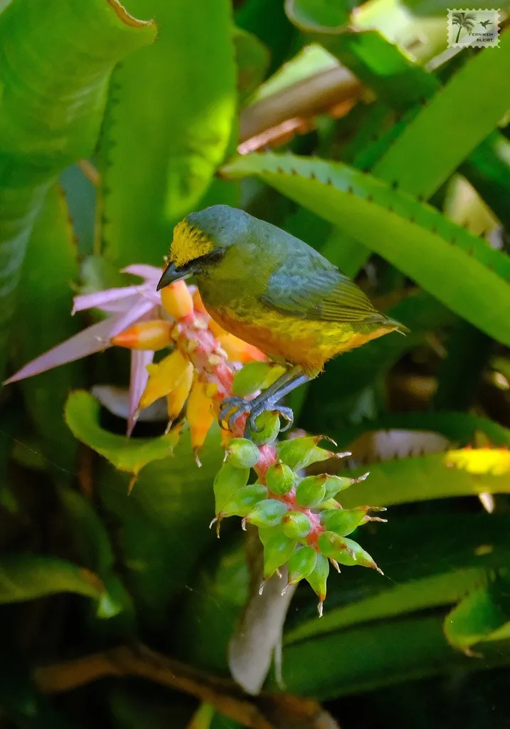 绿背歌雀(Euphonia gouldi)