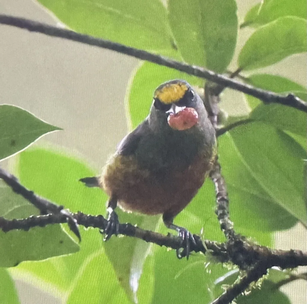 绿背歌雀(Euphonia gouldi)