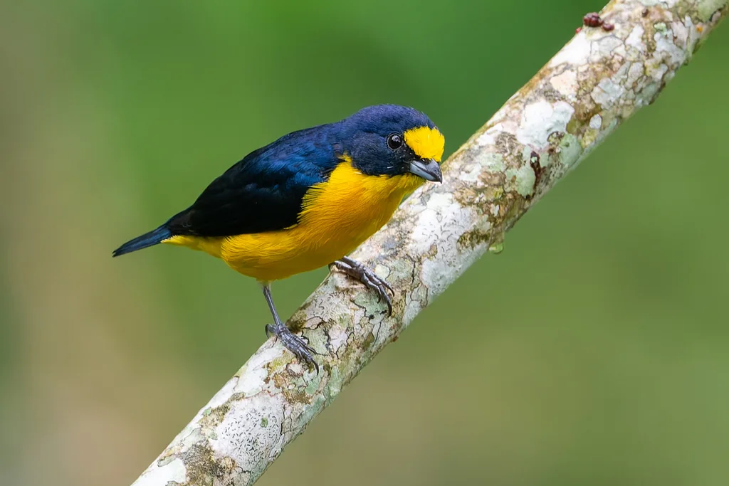 黄喉歌雀(Euphonia hirundinacea)
