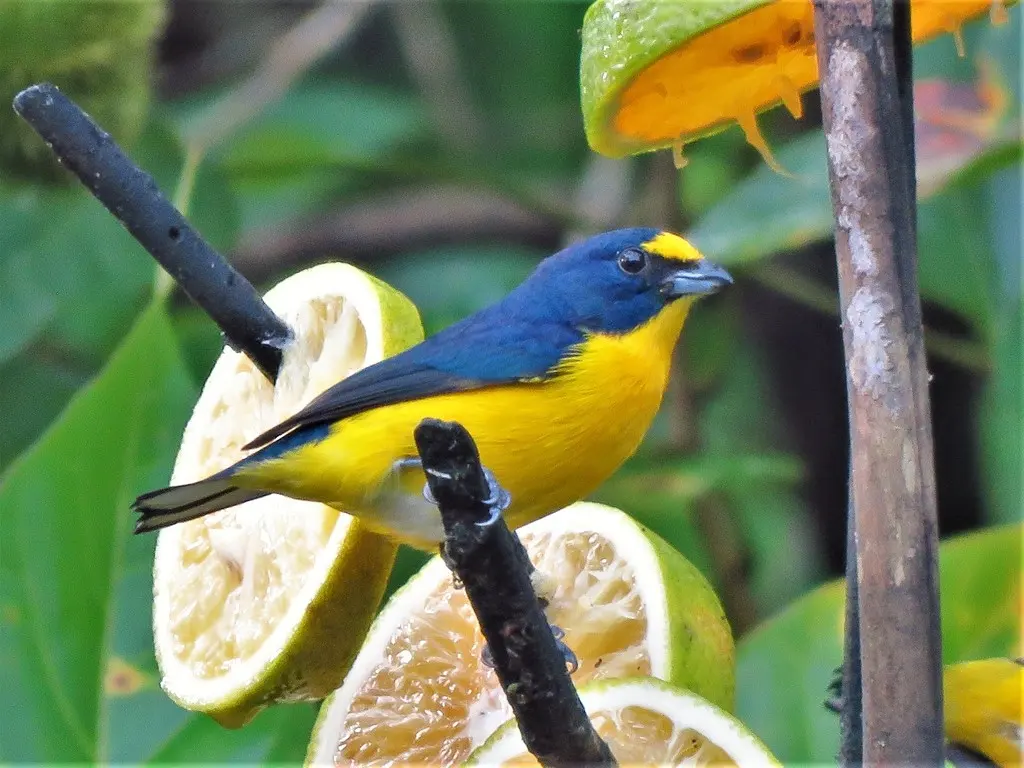黄喉歌雀(Euphonia hirundinacea)