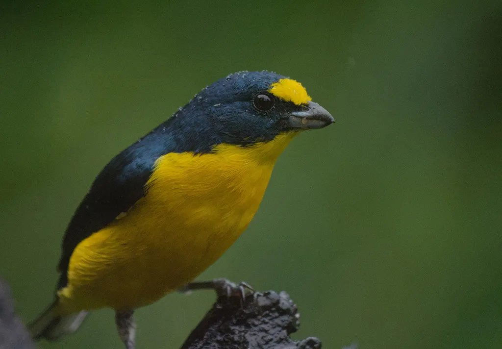 黄喉歌雀(Euphonia hirundinacea)