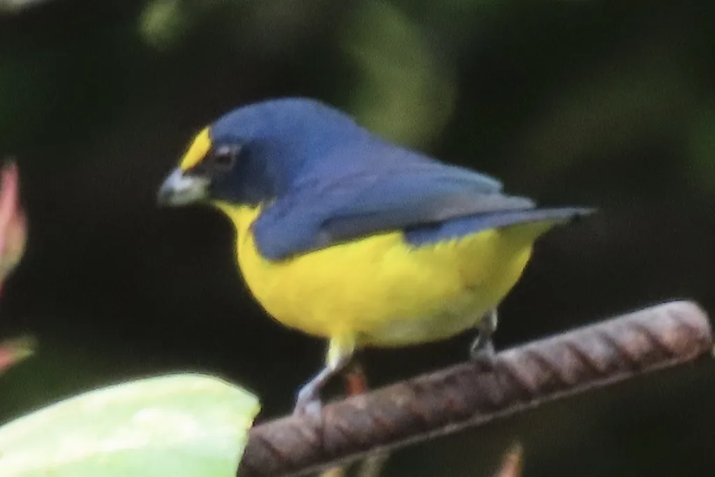黄喉歌雀(Euphonia hirundinacea)