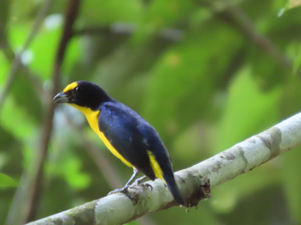 黄喉歌雀(Euphonia hirundinacea)