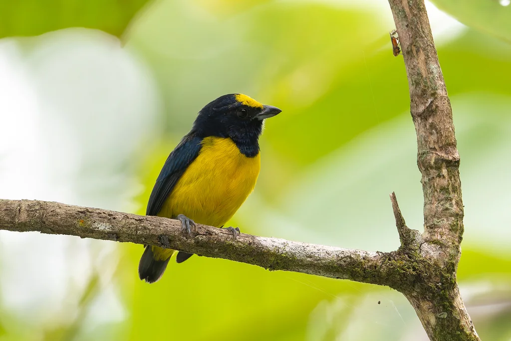 斑冠歌雀(Euphonia imitans)