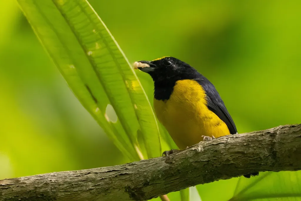 斑冠歌雀(Euphonia imitans)