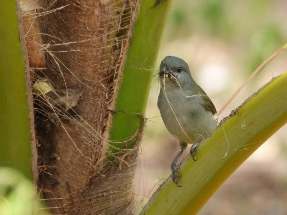 牙买加歌雀(Euphonia jamaica)