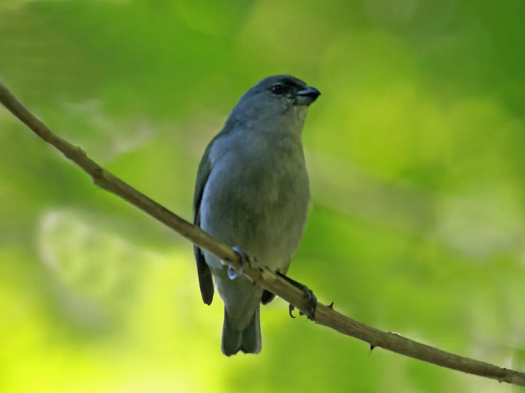 牙买加歌雀(Euphonia jamaica)