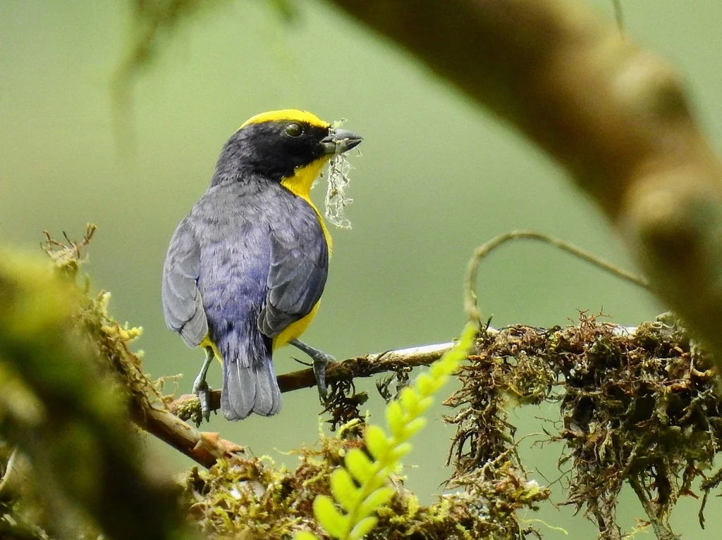 厚嘴歌雀(Euphonia laniirostris)