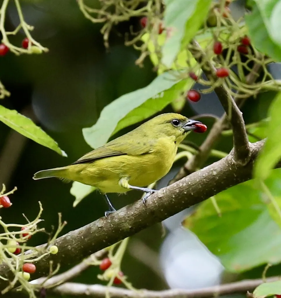 厚嘴歌雀(Euphonia laniirostris)