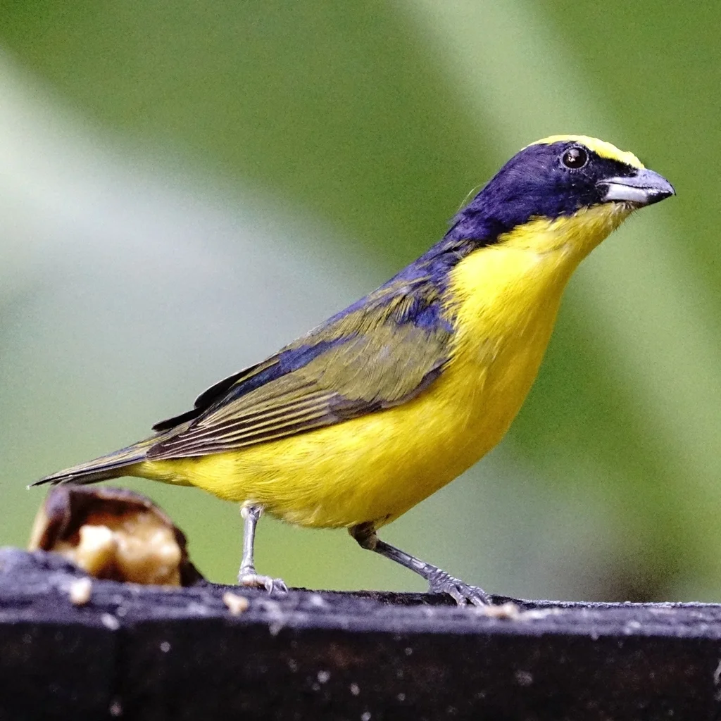 厚嘴歌雀(Euphonia laniirostris)