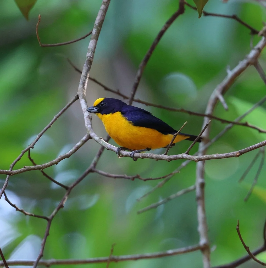 厚嘴歌雀(Euphonia laniirostris)