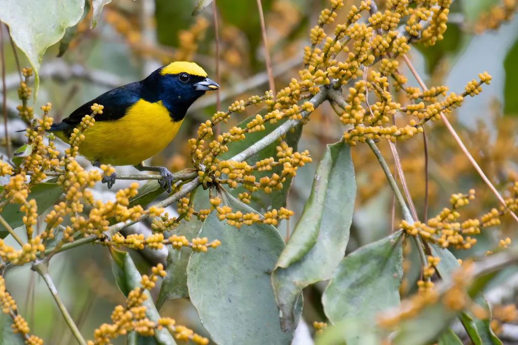 黄冠歌雀(Euphonia luteicapilla)