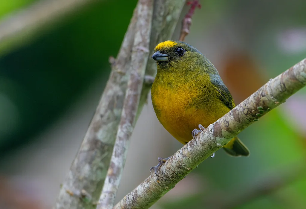 铜绿歌雀(Euphonia mesochrysa)