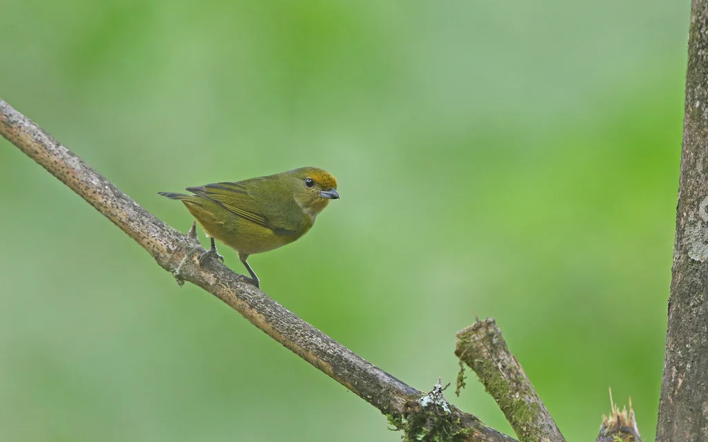 铜绿歌雀(Euphonia mesochrysa)