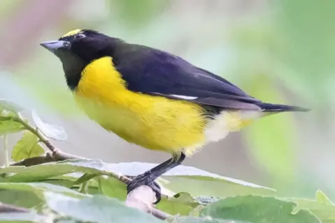 白臀歌雀