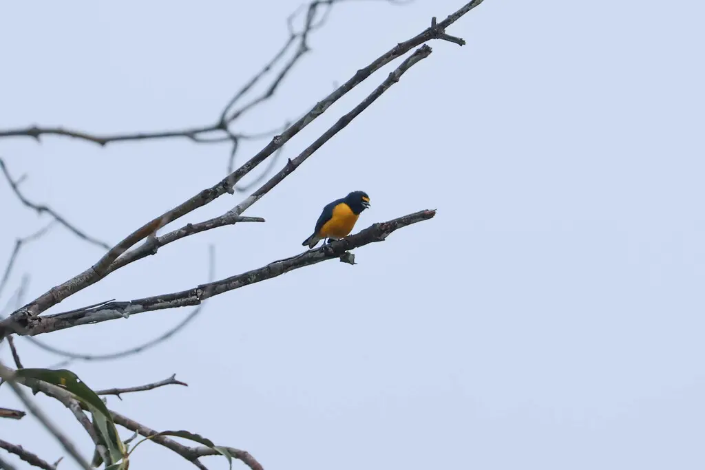 白臀歌雀(Euphonia minuta)