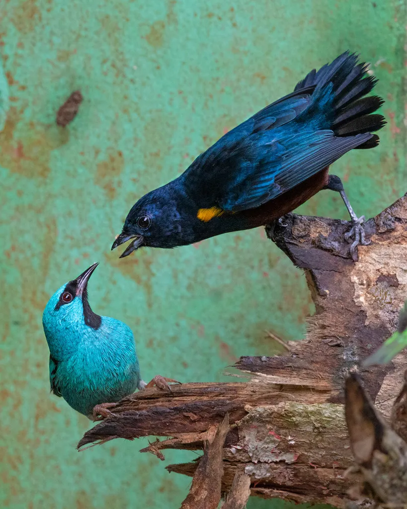 栗腹歌雀(Euphonia pectoralis)