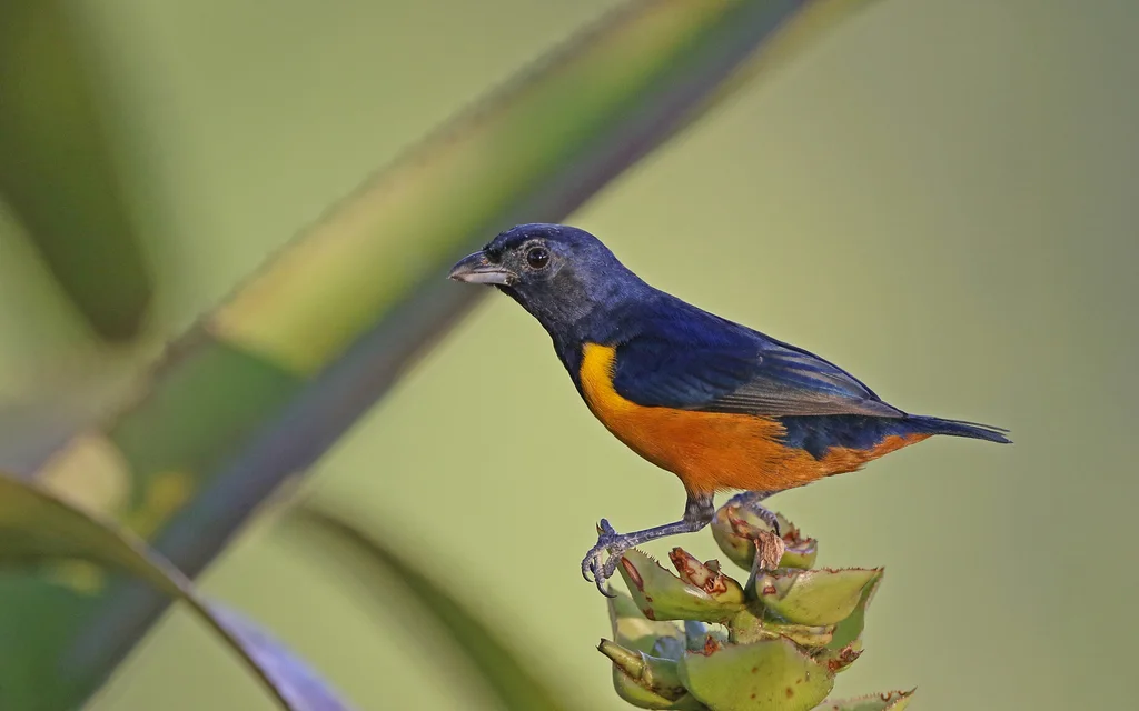 棕腹歌雀(Euphonia rufiventris)