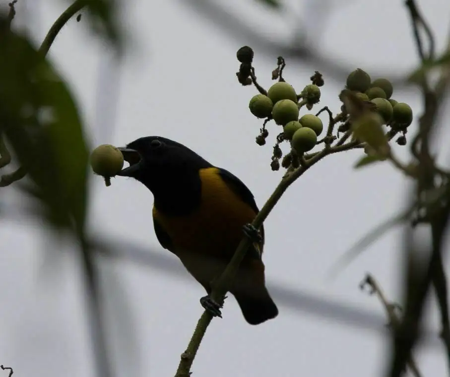 棕腹歌雀(Euphonia rufiventris)