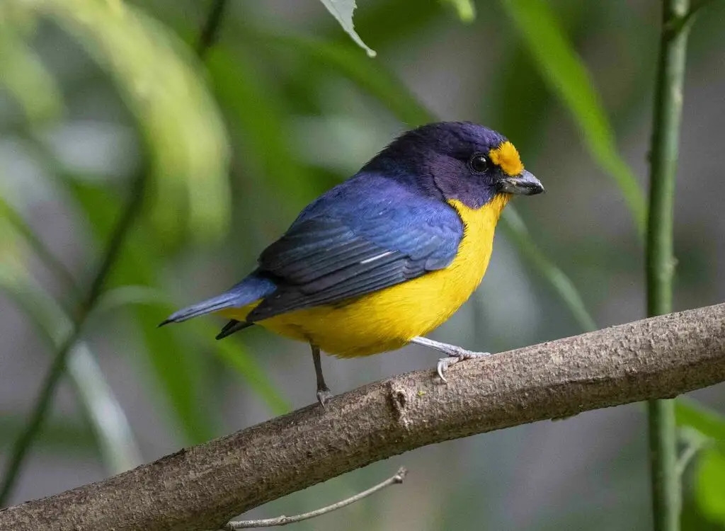 紫歌雀(Euphonia violacea)