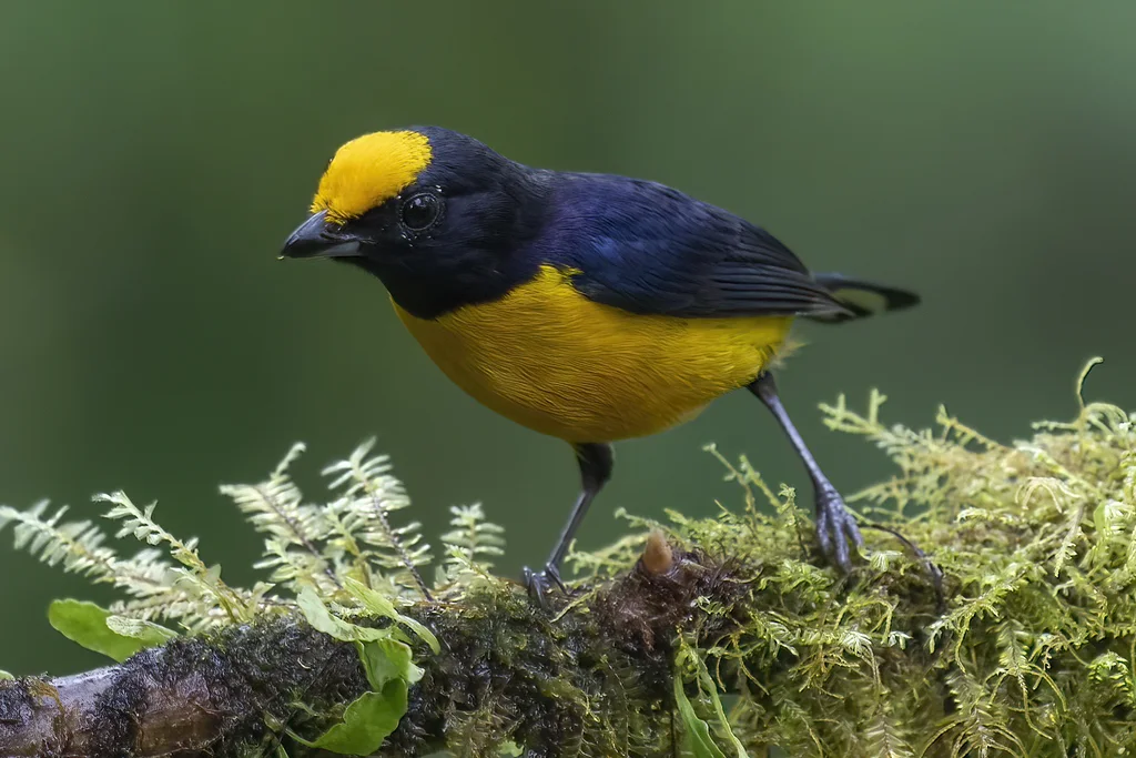 橙腹歌雀(Euphonia xanthogaster)