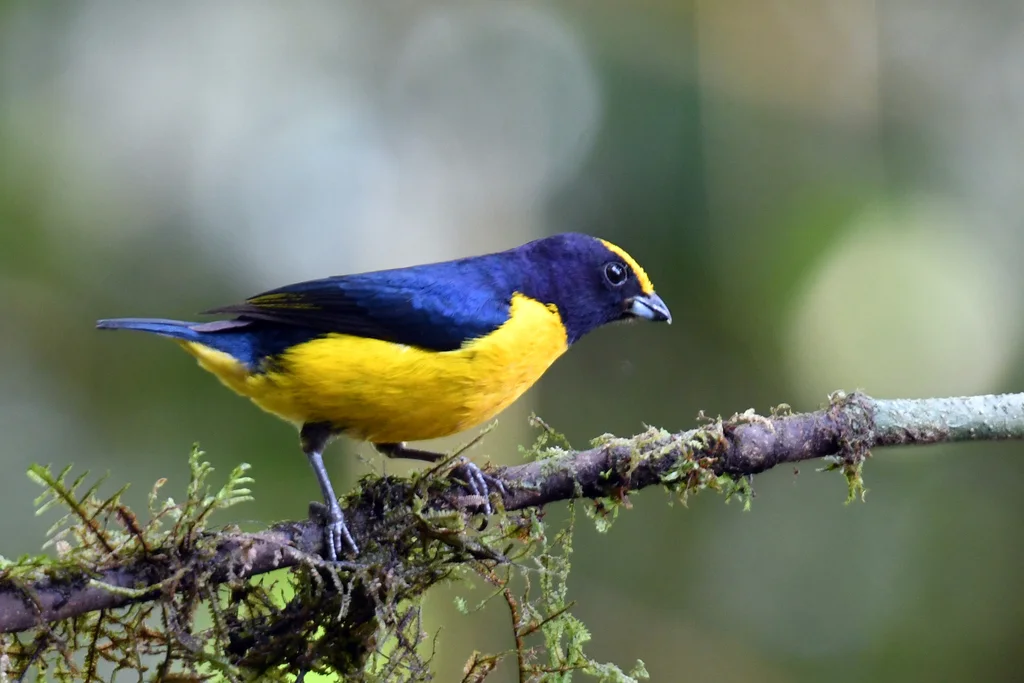 橙腹歌雀(Euphonia xanthogaster)