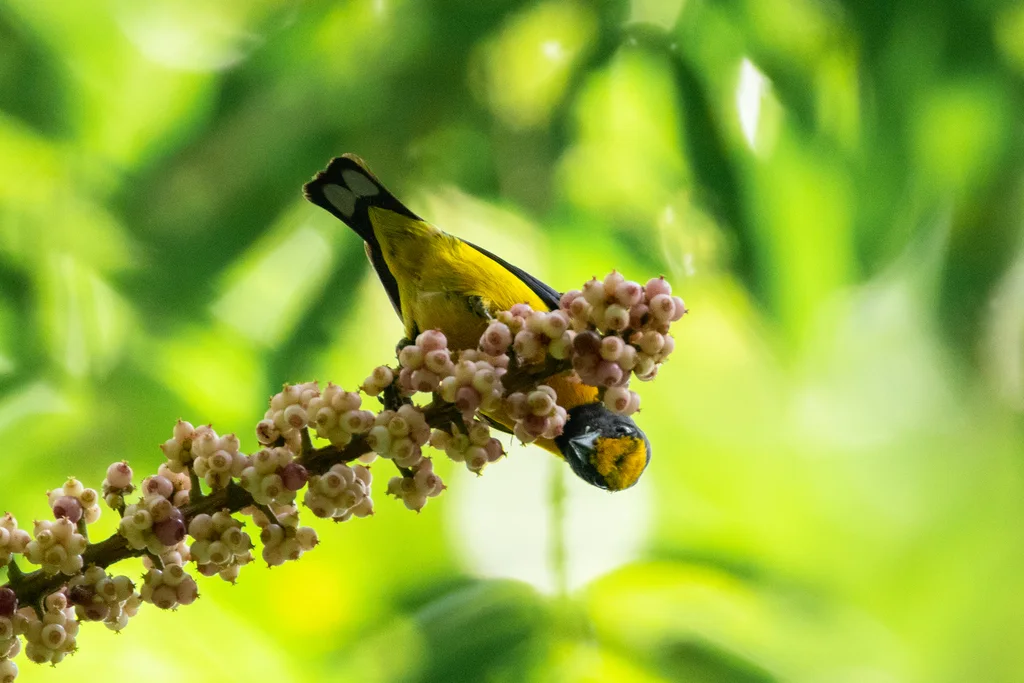 橙腹歌雀(Euphonia xanthogaster)