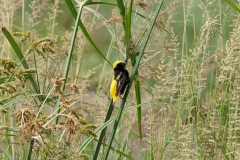黄顶巧织雀