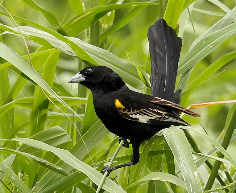 白翅巧织雀(Euplectes albonotatus)