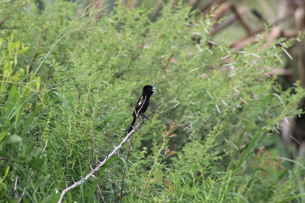 白翅巧织雀(Euplectes albonotatus)