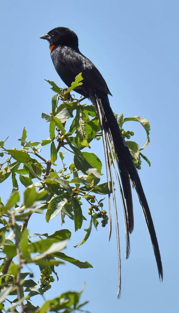 红领巧织雀(Euplectes ardens)