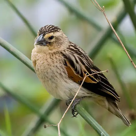 扇尾巧织雀(Euplectes axillaris)