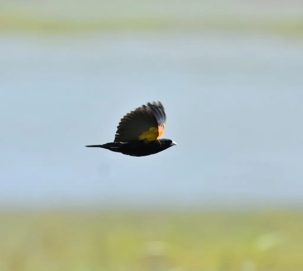 扇尾巧织雀(Euplectes axillaris)