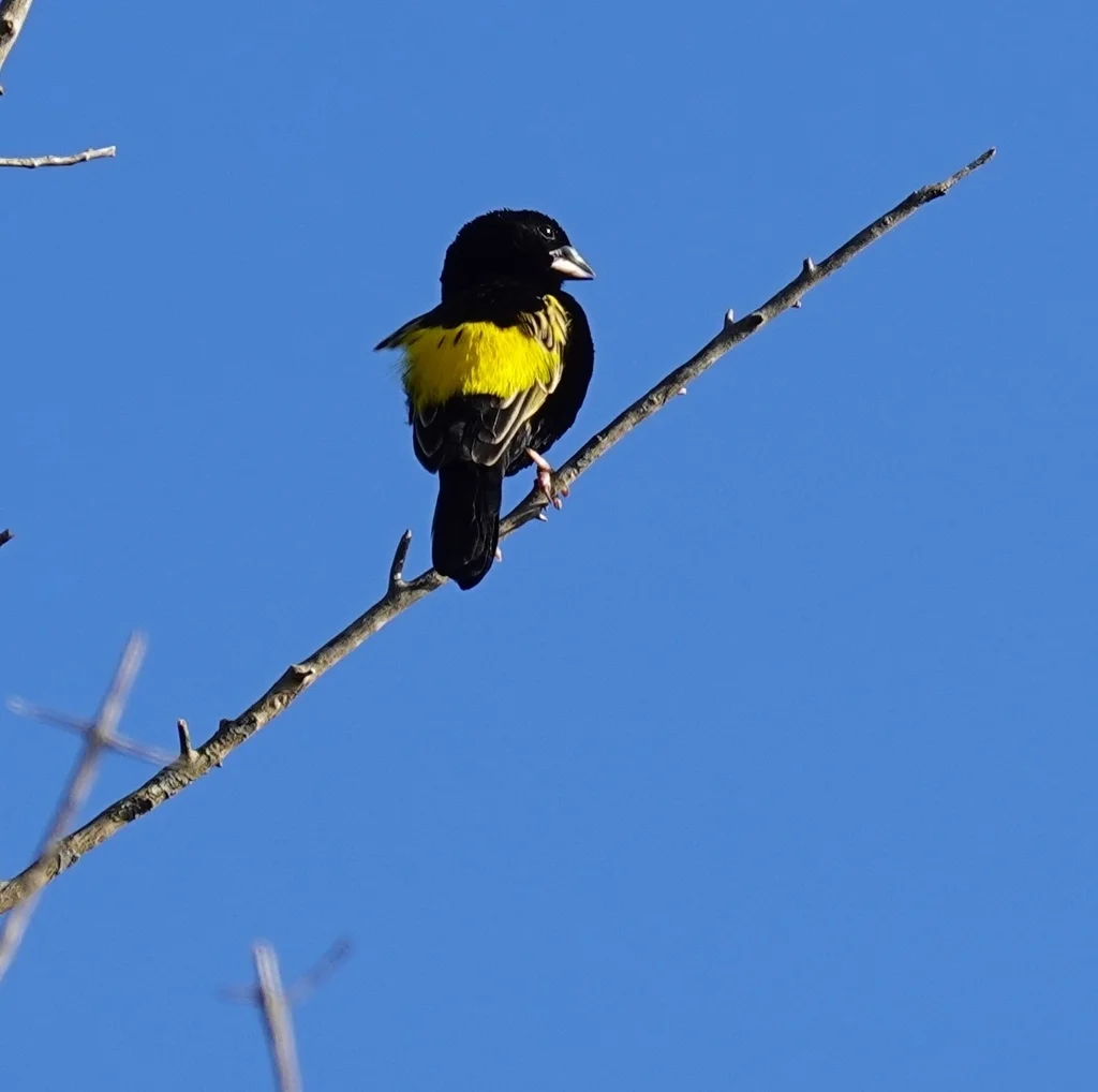 黄巧织雀(Euplectes capensis)