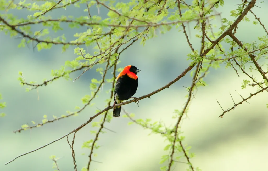 黑巧织雀(Euplectes gierowii)