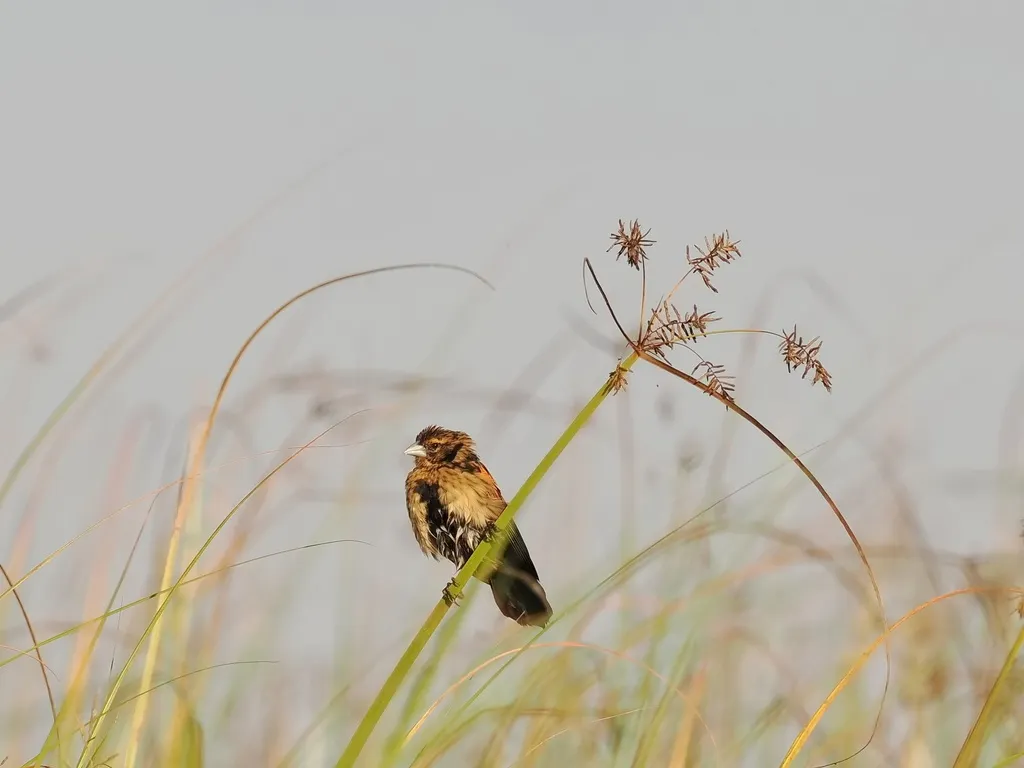沼泽巧织雀(Euplectes hartlaubi)