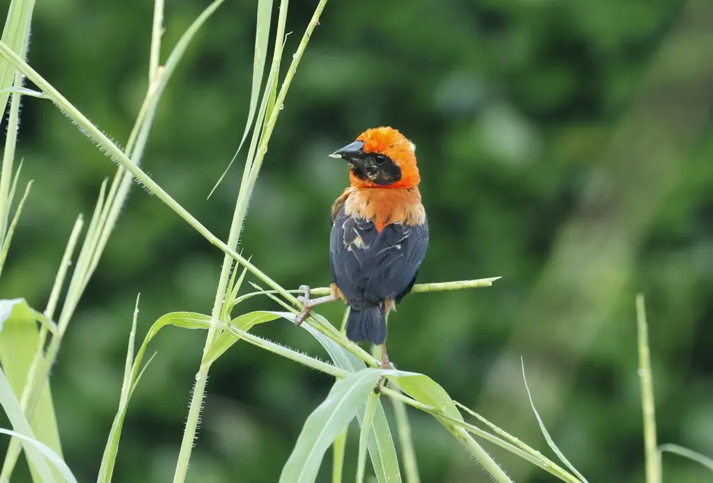 黑翅巧织雀(Euplectes hordeaceus)