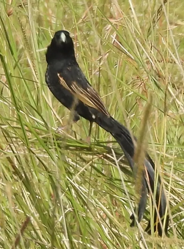 杰氏巧织雀(Euplectes jacksoni)