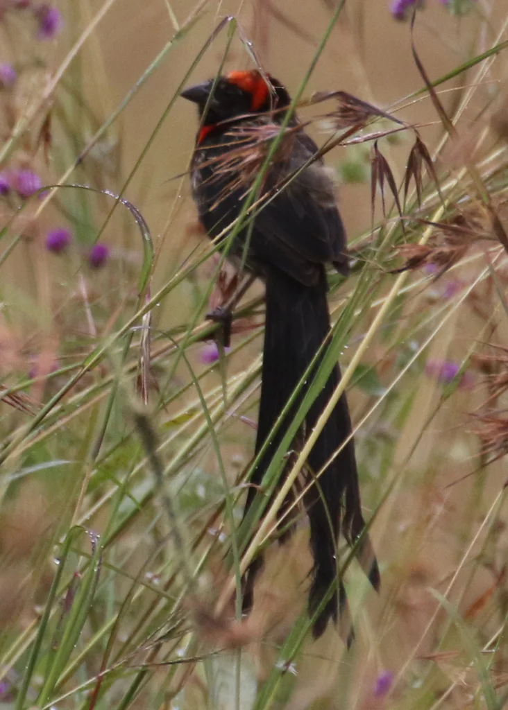 红颈巧织雀(Euplectes laticauda)