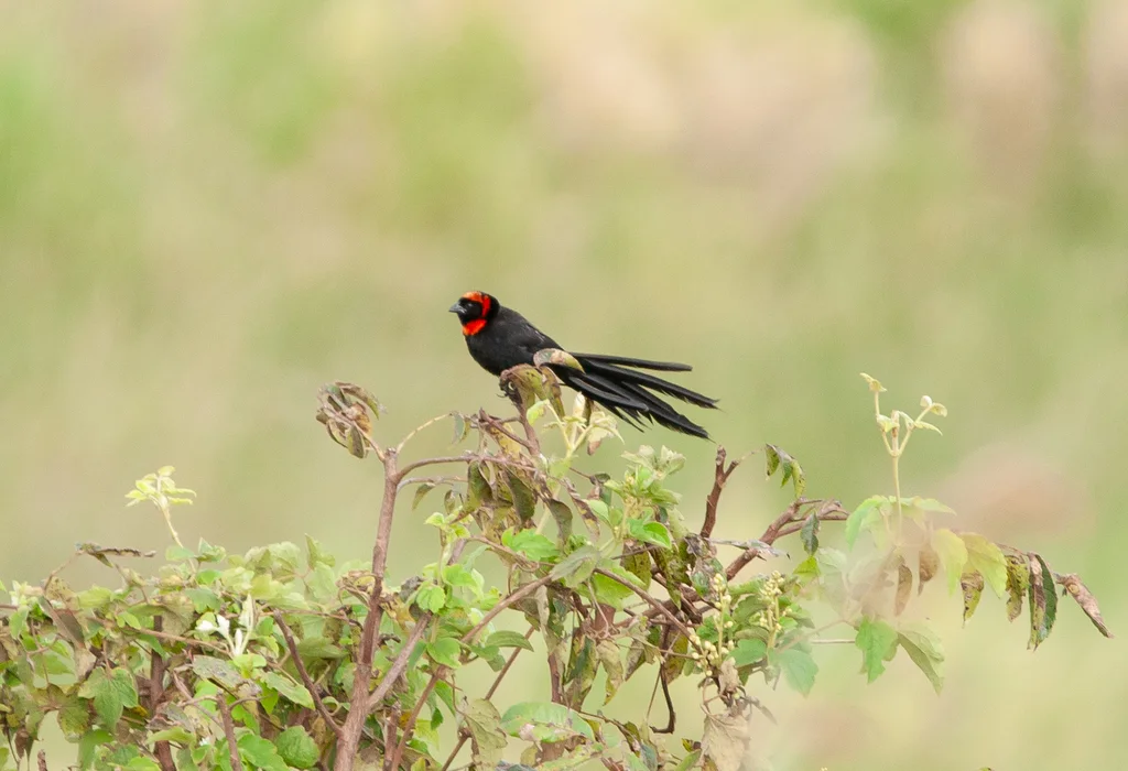 红颈巧织雀(Euplectes laticauda)