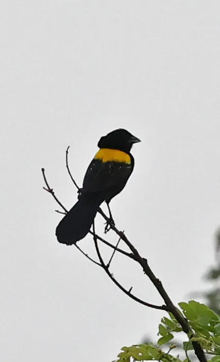 黄肩巧织雀(Euplectes macroura)