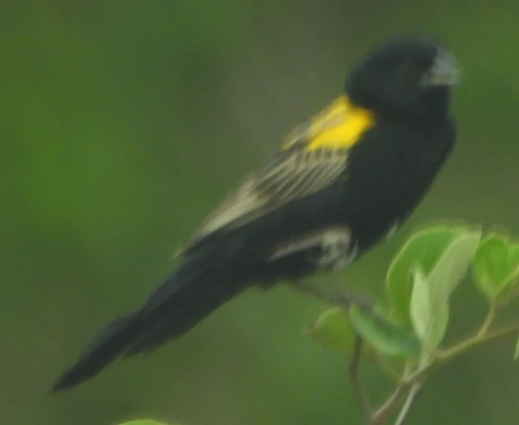 黄肩巧织雀(Euplectes macroura)