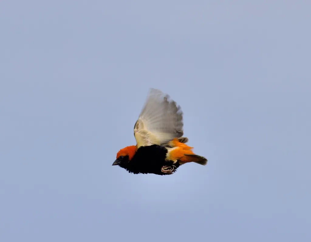 黑臀巧织雀(Euplectes nigroventris)