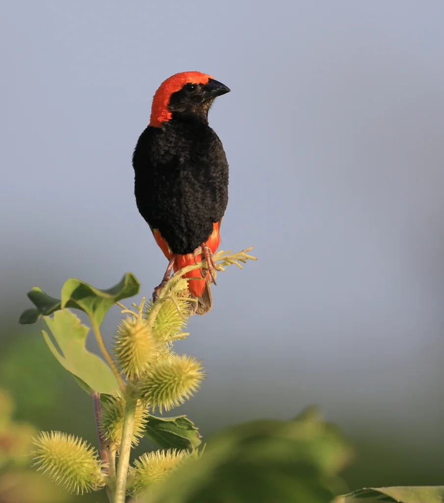 黑臀巧织雀(Euplectes nigroventris)
