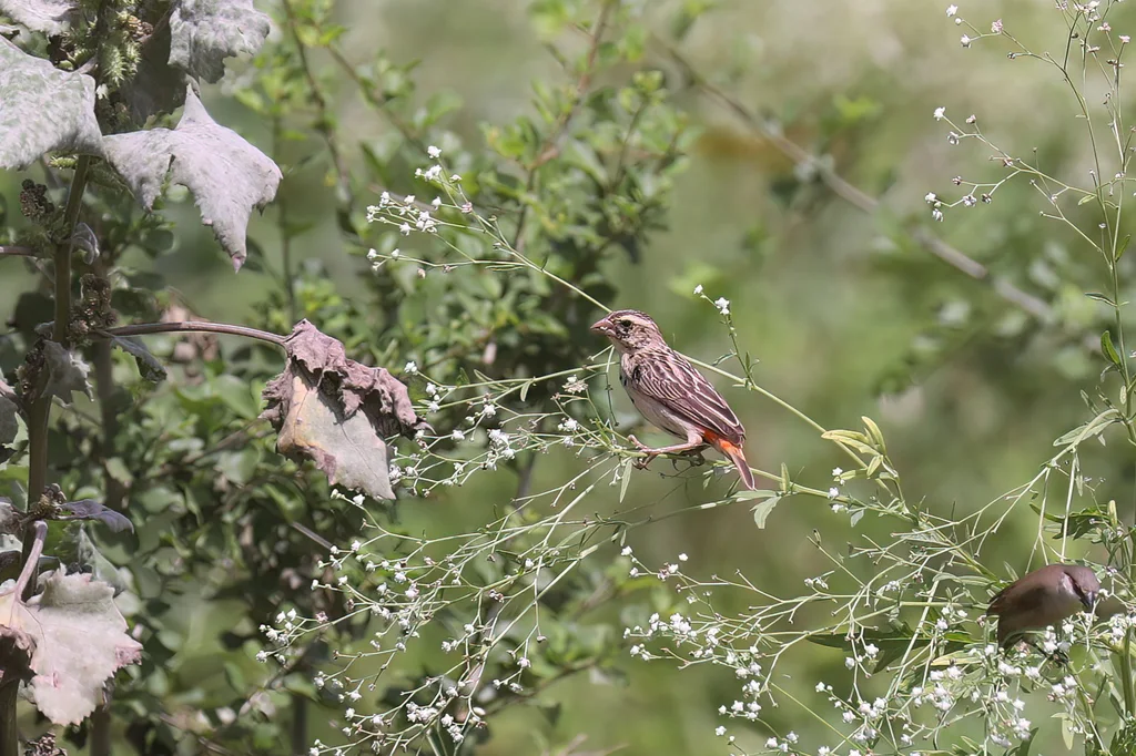 黑臀巧织雀(Euplectes nigroventris)