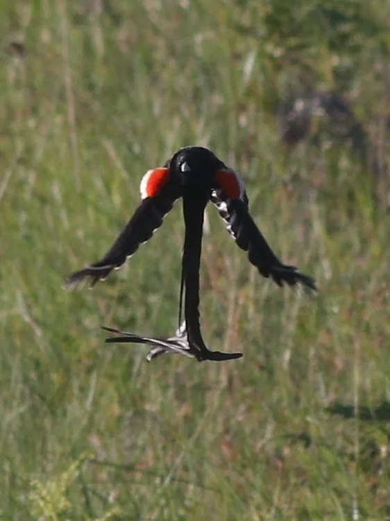 长尾巧织雀(Euplectes progne)