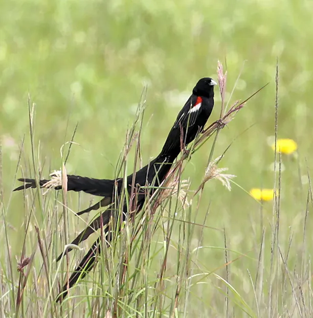 长尾巧织雀(Euplectes progne)