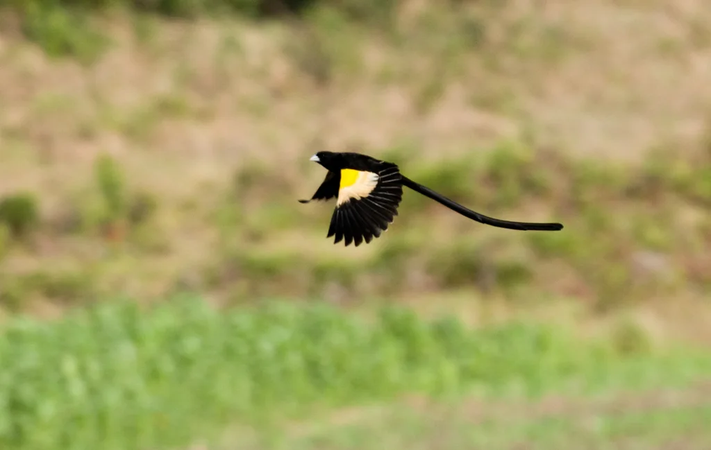 淡黄肩织雀(Euplectes psammacromius)