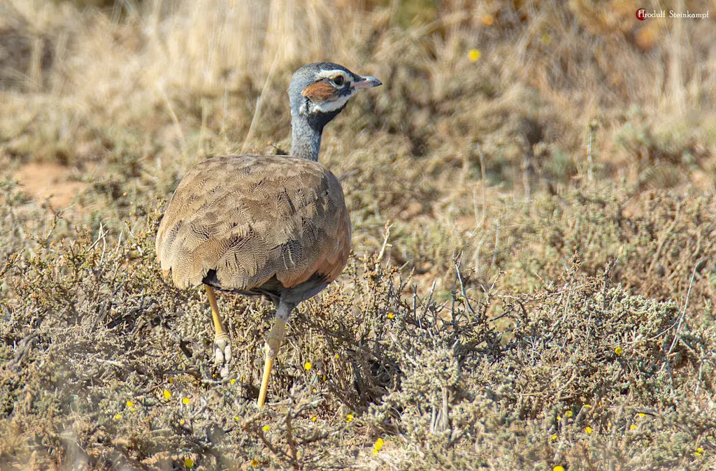 蓝鸨(Eupodotis caerulescens)